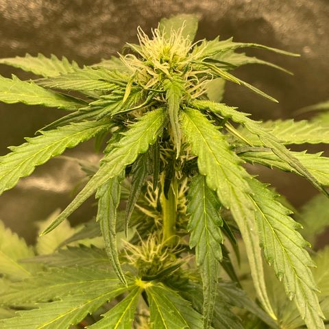 Magnum Auto growlog timeline photo