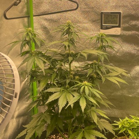 Magnum Auto growlog timeline photo