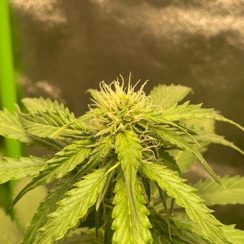 Magnum Auto growlog timeline photo