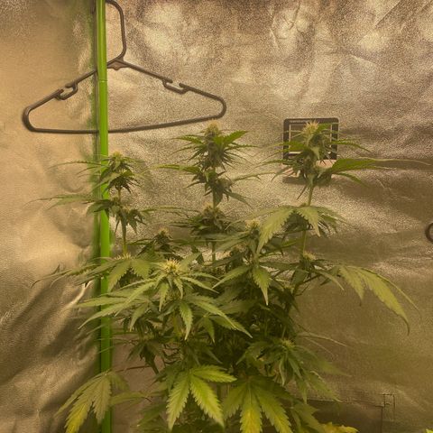 Magnum Auto growlog timeline photo