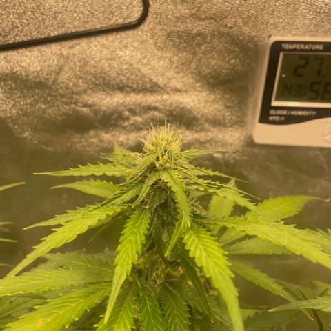 Magnum Auto growlog timeline photo