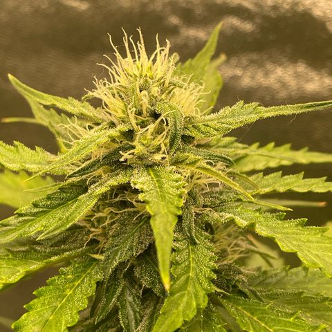 Magnum Auto growlog timeline photo