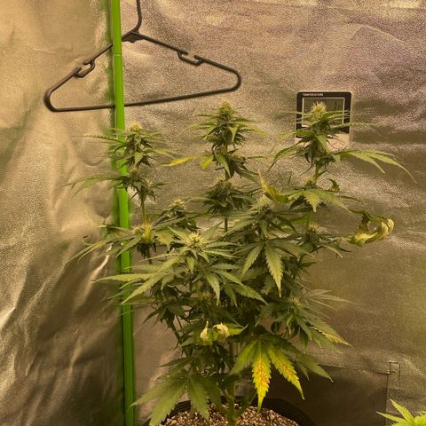 Magnum Auto growlog timeline photo