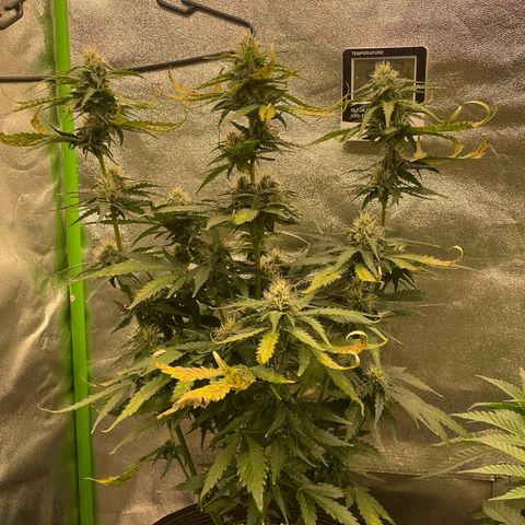 Magnum Auto growlog timeline photo