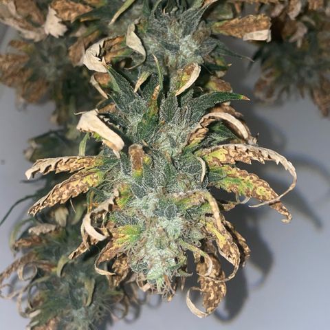 Magnum Auto growlog timeline photo