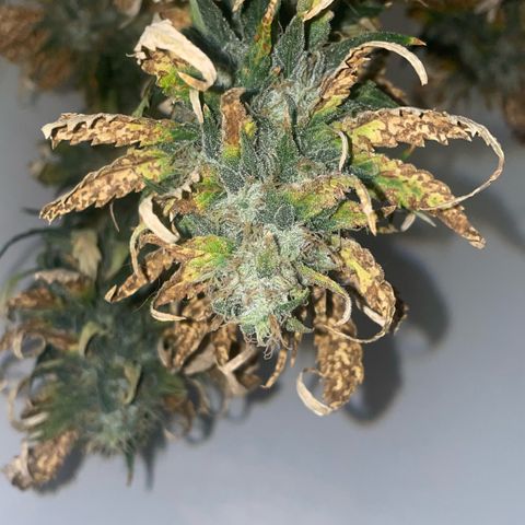 Magnum Auto growlog timeline photo