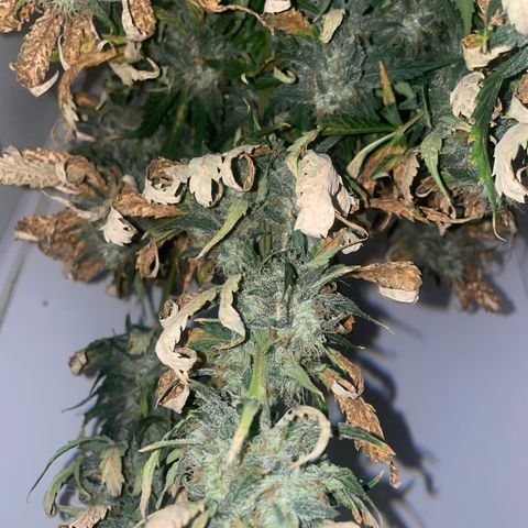 Magnum Auto growlog timeline photo