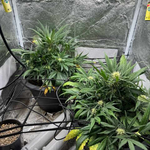 North Thunderfuck Auto growlog timeline photo