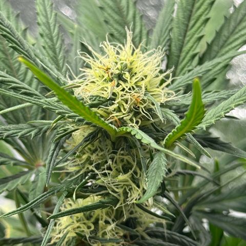 North Thunderfuck Auto growlog timeline photo
