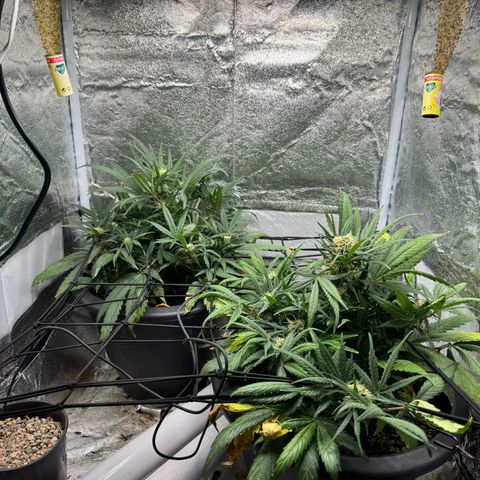 North Thunderfuck Auto growlog timeline photo