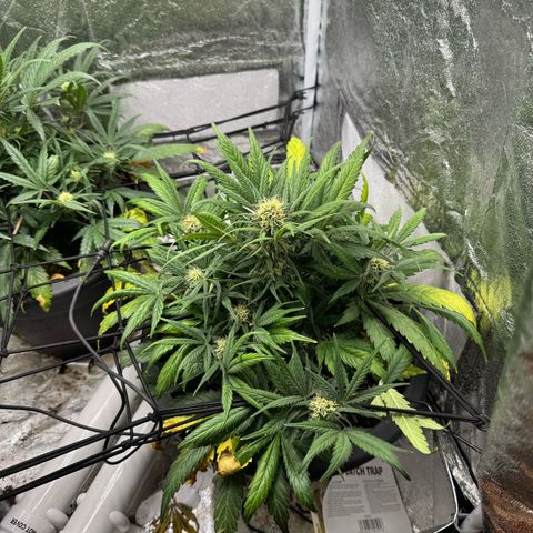 North Thunderfuck Auto growlog timeline photo