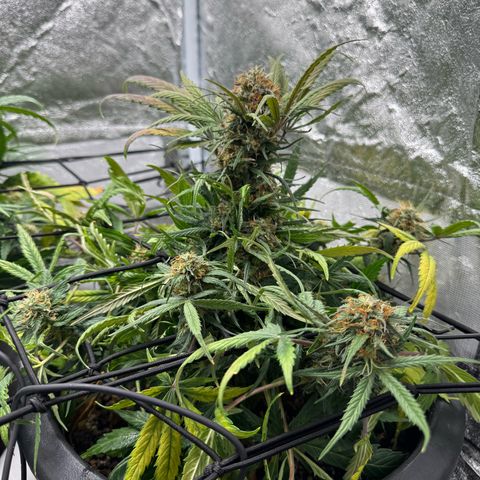 North Thunderfuck Auto growlog timeline photo