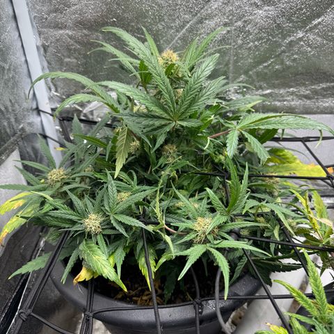 North Thunderfuck Auto growlog timeline photo