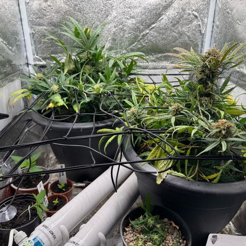 North Thunderfuck Auto growlog timeline photo