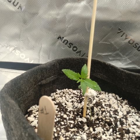 #1 UM | Tropical Cookies growlog timeline photo
