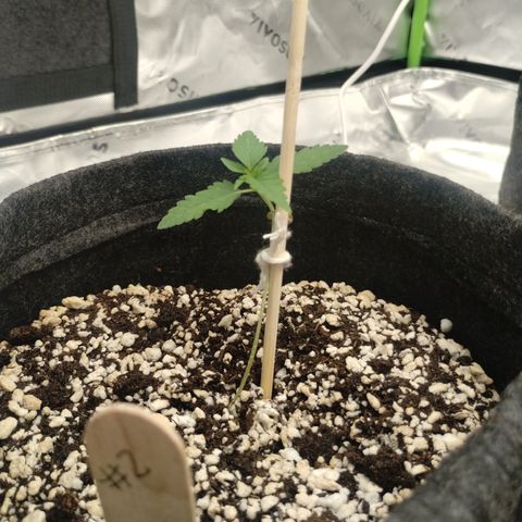 #2 DOIS | Tropical Cookies growlog timeline photo