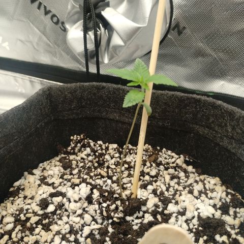 #3 TRÊS | Tropical Cookies growlog timeline photo