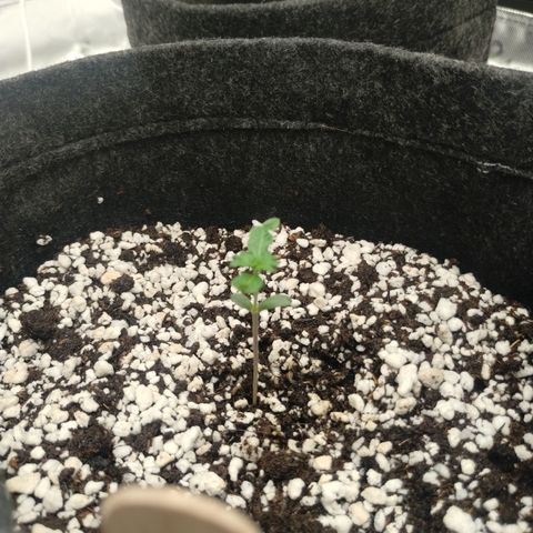 #4 QUATRO | Tropical Cookies growlog timeline photo