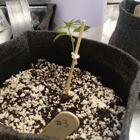 #3 TRÊS | Tropical Cookies growlog timeline photo