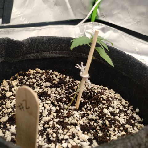 #2 DOIS | Tropical Cookies growlog timeline photo