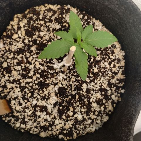 #2 DOIS | Tropical Cookies growlog timeline photo