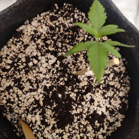 #3 TRÊS | Tropical Cookies growlog timeline photo