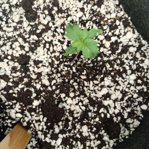 #4 QUATRO | Tropical Cookies growlog timeline photo