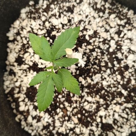 #1 UM | Tropical Cookies growlog timeline photo