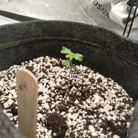 #4 QUATRO | Tropical Cookies growlog timeline photo
