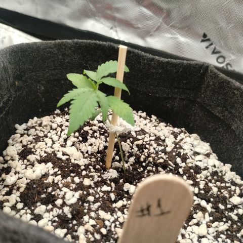 #1 UM | Tropical Cookies growlog timeline photo