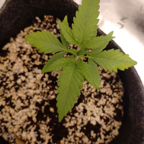 #3 TRÊS | Tropical Cookies growlog timeline photo