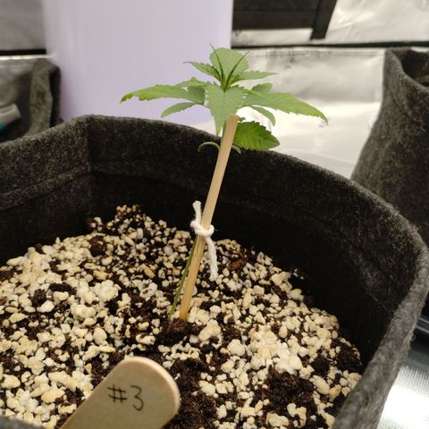 #3 TRÊS | Tropical Cookies growlog timeline photo