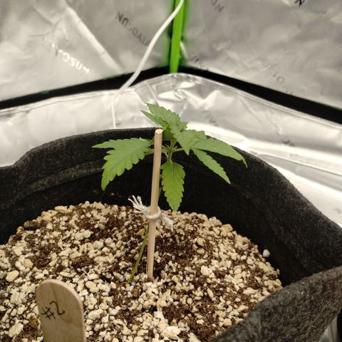 #2 DOIS | Tropical Cookies growlog timeline photo