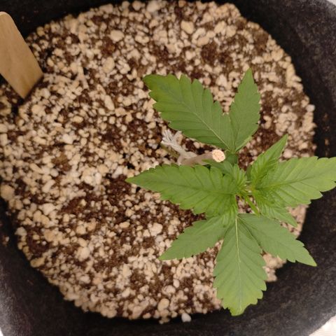#2 DOIS | Tropical Cookies growlog timeline photo