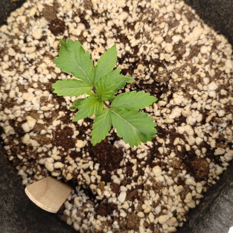 #4 QUATRO | Tropical Cookies growlog timeline photo