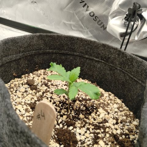 #4 QUATRO | Tropical Cookies growlog timeline photo