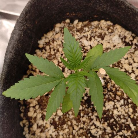 #1 UM | Tropical Cookies growlog timeline photo