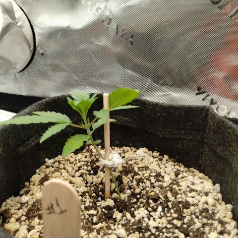 #1 UM | Tropical Cookies growlog timeline photo