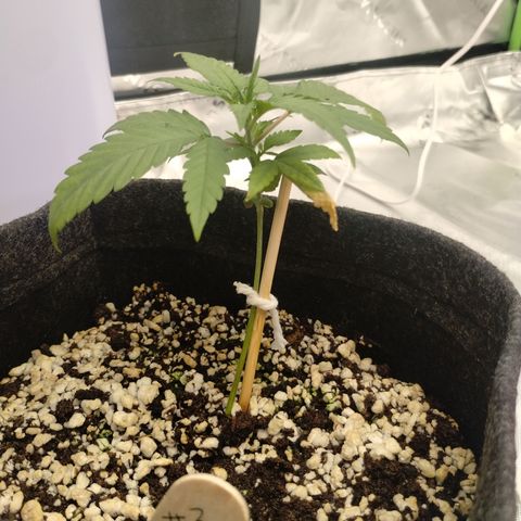 #3 TRÊS | Tropical Cookies growlog timeline photo
