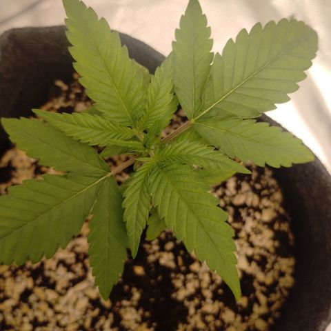 #3 TRÊS | Tropical Cookies growlog timeline photo