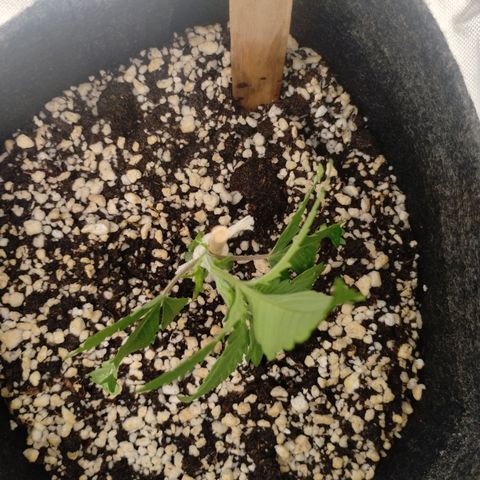 #4 QUATRO | Tropical Cookies growlog photo: Deitou, arrumei com amarras