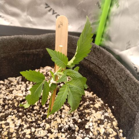 #4 QUATRO | Tropical Cookies growlog photo: Deitou, arrumei com amarras