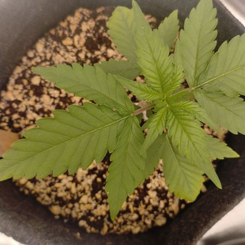#2 DOIS | Tropical Cookies growlog timeline photo