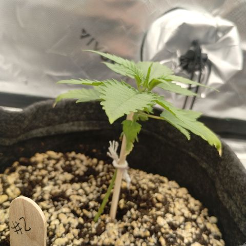 #2 DOIS | Tropical Cookies growlog timeline photo