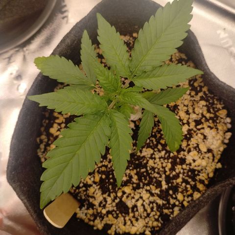 #1 UM | Tropical Cookies growlog timeline photo