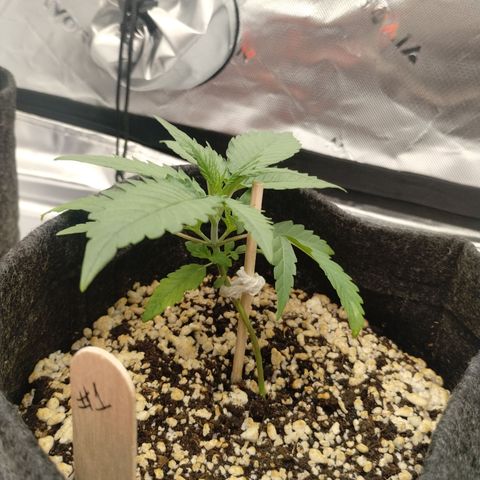 #1 UM | Tropical Cookies growlog timeline photo