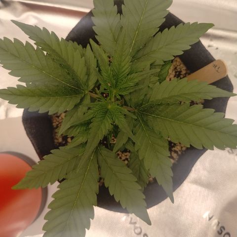 #1 UM | Tropical Cookies growlog timeline photo