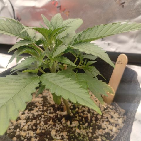 #1 UM | Tropical Cookies growlog timeline photo