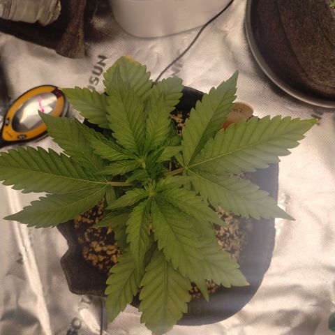 #2 DOIS | Tropical Cookies growlog timeline photo