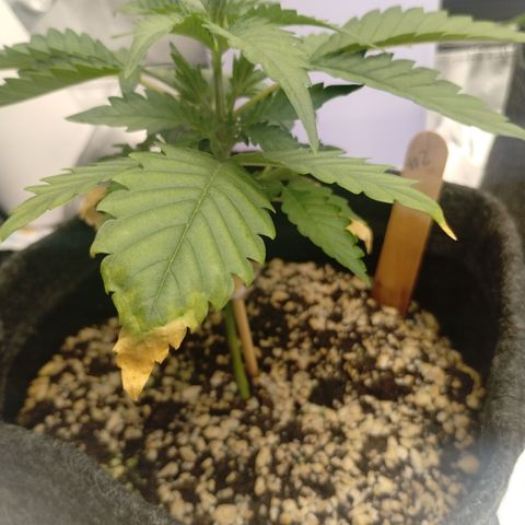 #2 DOIS | Tropical Cookies growlog timeline photo